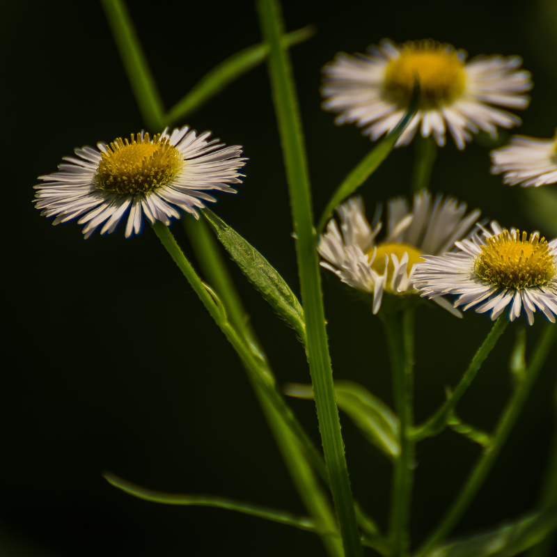 chamomile close up with dark background